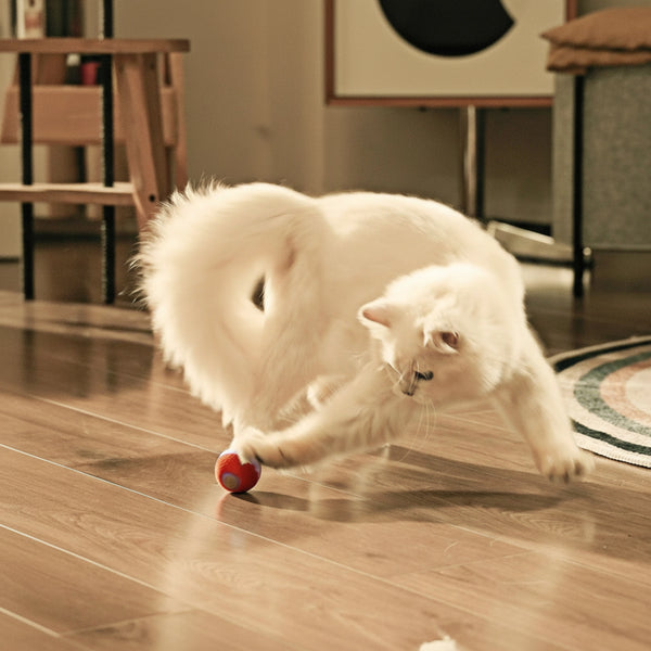 Let your cat enjoy playful moments every day.